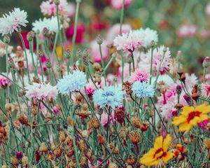 Preview wallpaper flowers, colorful, wild, field, nature
