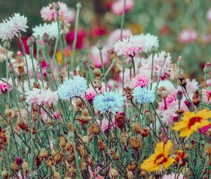 Preview wallpaper flowers, colorful, wild, field, nature