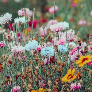 Preview wallpaper flowers, colorful, wild, field, nature