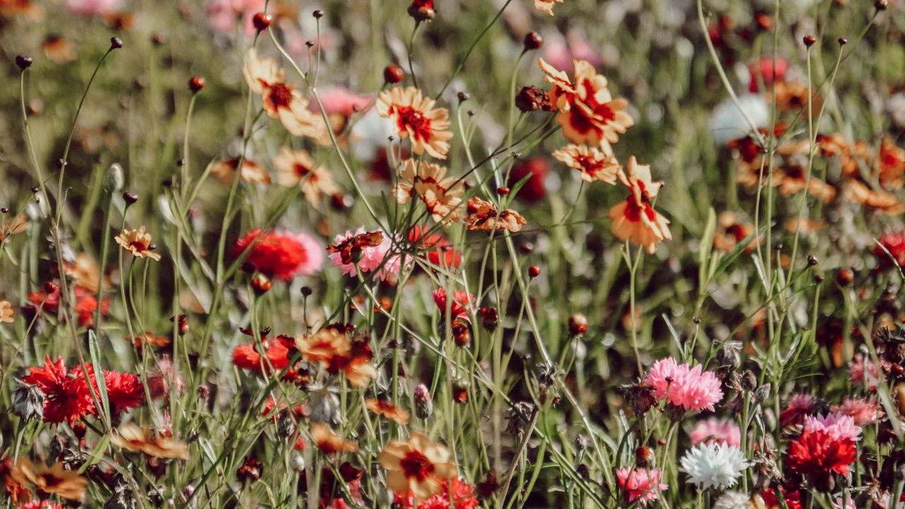 Wallpaper flowers, colorful, wild, field, bloom