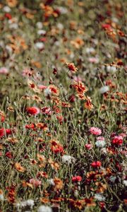 Preview wallpaper flowers, colorful, wild, field, bloom