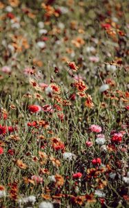 Preview wallpaper flowers, colorful, wild, field, bloom