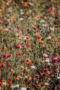 Preview wallpaper flowers, colorful, wild, field, bloom