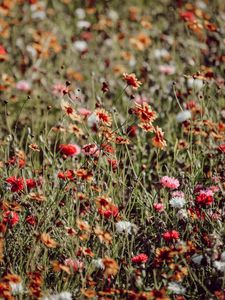 Preview wallpaper flowers, colorful, wild, field, bloom