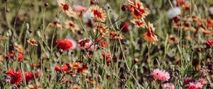 Preview wallpaper flowers, colorful, wild, field, bloom