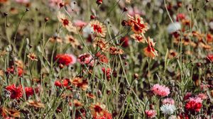 Preview wallpaper flowers, colorful, wild, field, bloom