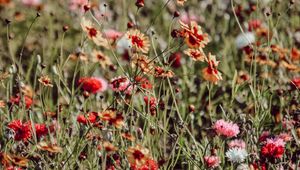 Preview wallpaper flowers, colorful, wild, field, bloom