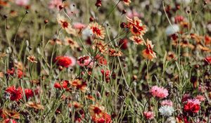 Preview wallpaper flowers, colorful, wild, field, bloom