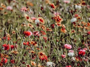 Preview wallpaper flowers, colorful, wild, field, bloom