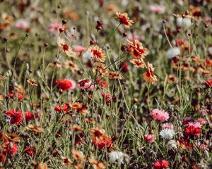 Preview wallpaper flowers, colorful, wild, field, bloom