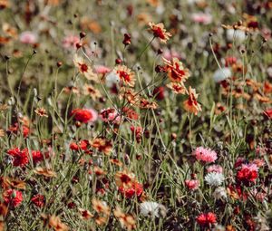 Preview wallpaper flowers, colorful, wild, field, bloom