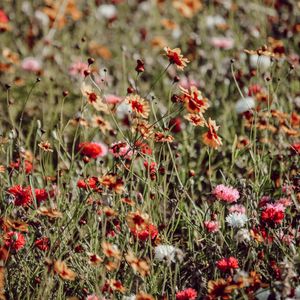 Preview wallpaper flowers, colorful, wild, field, bloom