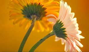 Preview wallpaper flowers, couple, bright, petals, stem