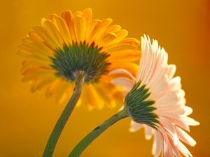 Preview wallpaper flowers, couple, bright, petals, stem