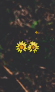 Preview wallpaper flowers, couple, stem, dark background