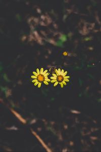 Preview wallpaper flowers, couple, stem, dark background