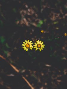 Preview wallpaper flowers, couple, stem, dark background