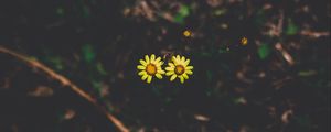 Preview wallpaper flowers, couple, stem, dark background