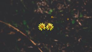 Preview wallpaper flowers, couple, stem, dark background