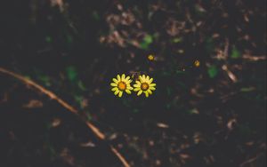 Preview wallpaper flowers, couple, stem, dark background