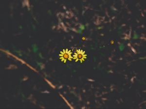 Preview wallpaper flowers, couple, stem, dark background