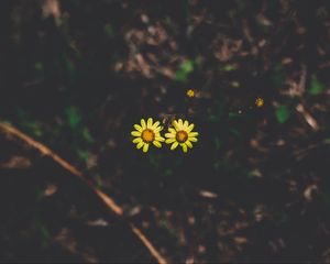 Preview wallpaper flowers, couple, stem, dark background