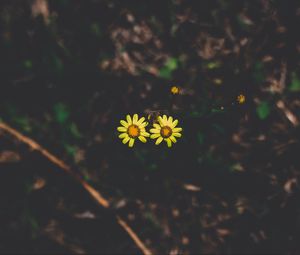 Preview wallpaper flowers, couple, stem, dark background