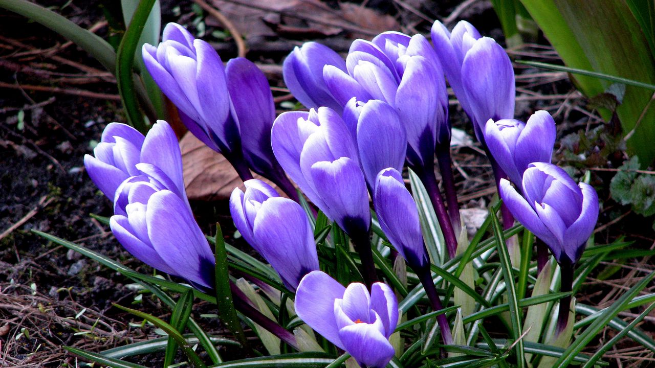 Wallpaper flowers, crocus, plant