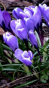 Preview wallpaper flowers, crocus, plant