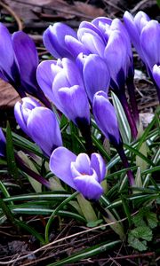 Preview wallpaper flowers, crocus, plant