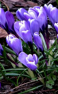 Preview wallpaper flowers, crocus, plant