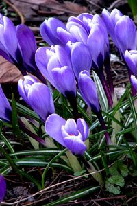 Preview wallpaper flowers, crocus, plant