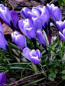 Preview wallpaper flowers, crocus, plant