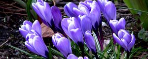 Preview wallpaper flowers, crocus, plant