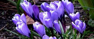 Preview wallpaper flowers, crocus, plant