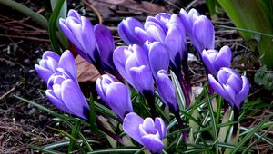 Preview wallpaper flowers, crocus, plant