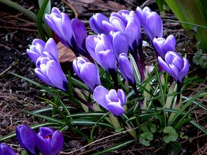 Preview wallpaper flowers, crocus, plant