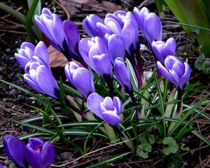 Preview wallpaper flowers, crocus, plant