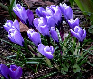 Preview wallpaper flowers, crocus, plant