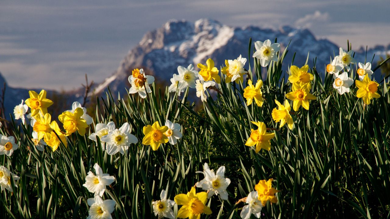 Wallpaper flowers, daffodils, plant