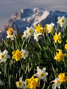 Preview wallpaper flowers, daffodils, plant