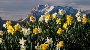 Preview wallpaper flowers, daffodils, plant