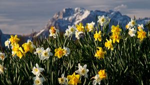 Preview wallpaper flowers, daffodils, plant