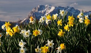 Preview wallpaper flowers, daffodils, plant