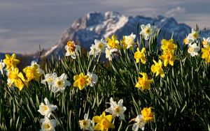 Preview wallpaper flowers, daffodils, plant