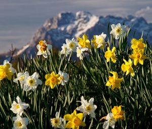 Preview wallpaper flowers, daffodils, plant