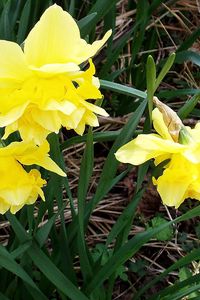 Preview wallpaper flowers, daffodils, yellow, green, spring