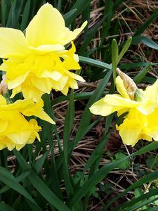 Preview wallpaper flowers, daffodils, yellow, green, spring