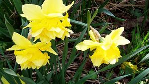 Preview wallpaper flowers, daffodils, yellow, green, spring