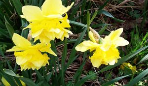 Preview wallpaper flowers, daffodils, yellow, green, spring